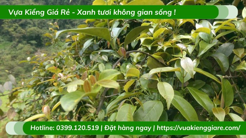 Cây lá giang