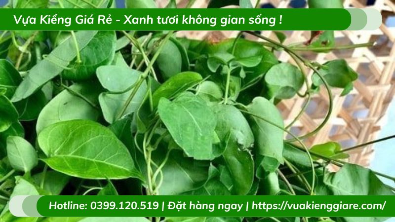 Công dụng của lá giang