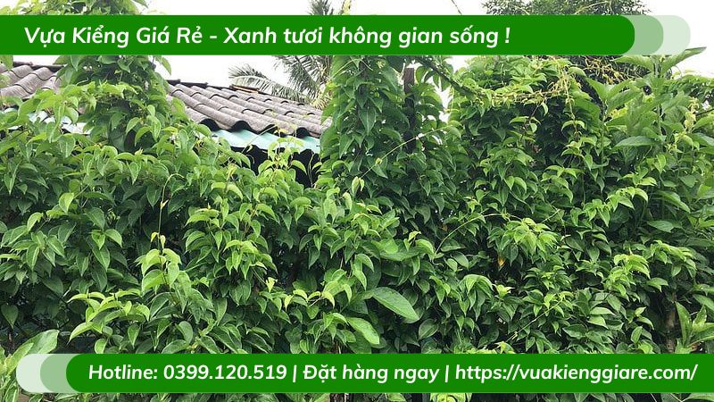 Công dụng của lá giang