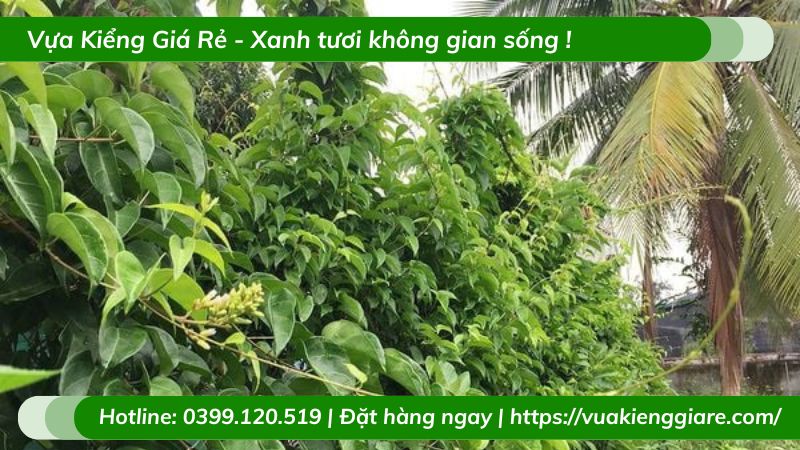 Công dụng của lá giang