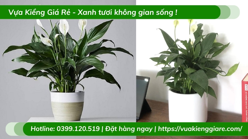 Cây lan ý để bàn làm việc