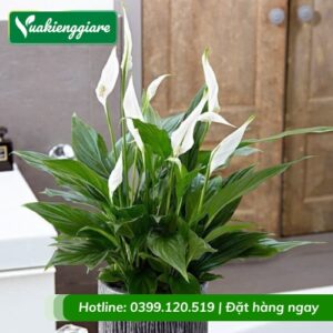 Cây lan ý để bàn làm việc