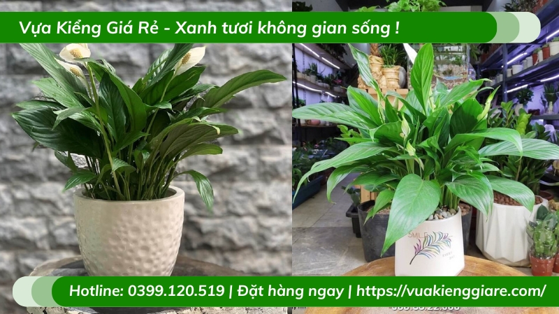 Cây lan ý để bàn làm việc