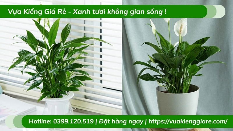 Cây lan ý để bàn làm việc