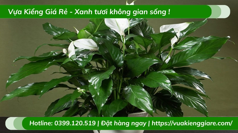 Cây lan ý để bàn làm việc