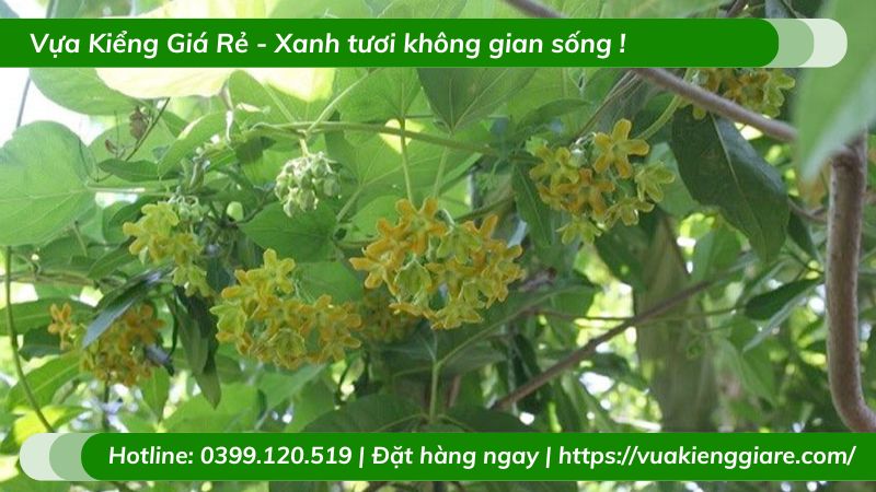 Cây leo thiên lý có hoa ăn được