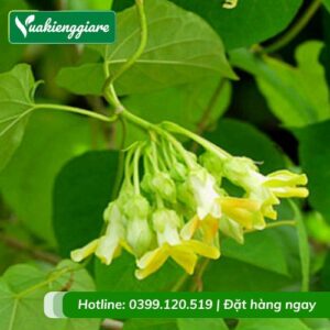 Cây leo thiên lý có hoa ăn được