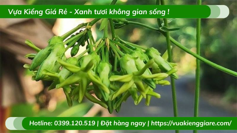 Cây leo thiên lý có hoa ăn được