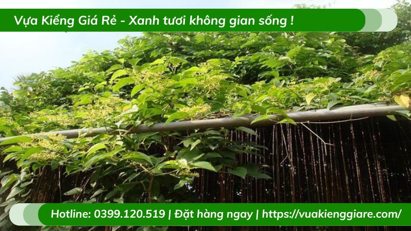 Cây leo thiên lý có hoa ăn được