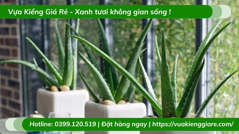 Cây lô hội lọc không khí trồng chậu để bàn