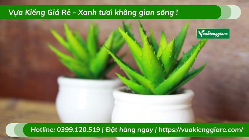 Cây lô hội lọc không khí trồng chậu để bàn