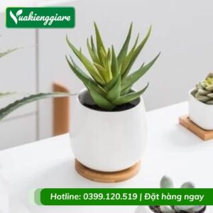 Cây lô hội lọc không khí trồng chậu để bàn