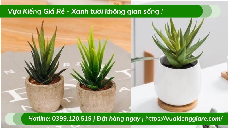 Cây lô hội lọc không khí trồng chậu để bàn