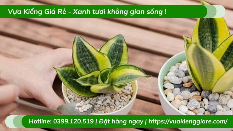 Cây lưỡi mèo trồng chậu nhỏ để bàn làm việc