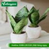 Cây lưỡi mèo trồng chậu nhỏ để bàn làm việc