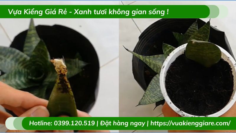 Nhân giống Cây lưỡi mèo trồng chậu nhỏ để bàn làm việc