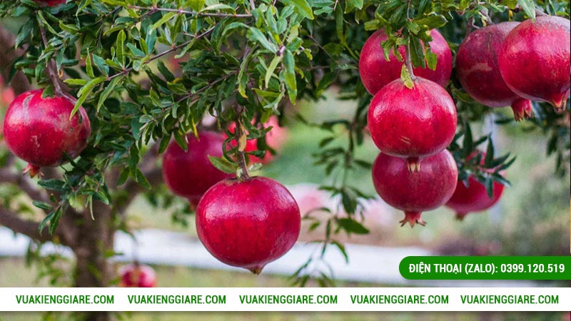 Đặc điểm cây lựu đỏ Ấn Độ