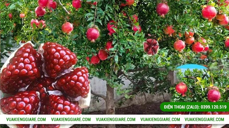 cây ăn trái dễ trồng