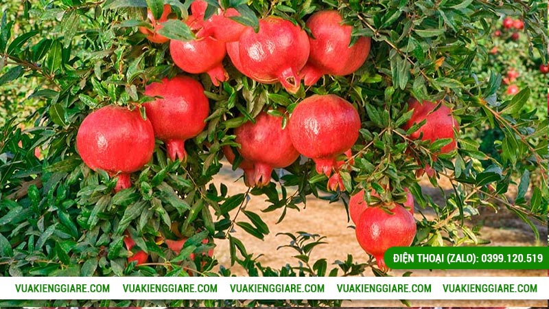 Giá trị của lựu đỏ Ấn Độ trong đời sống