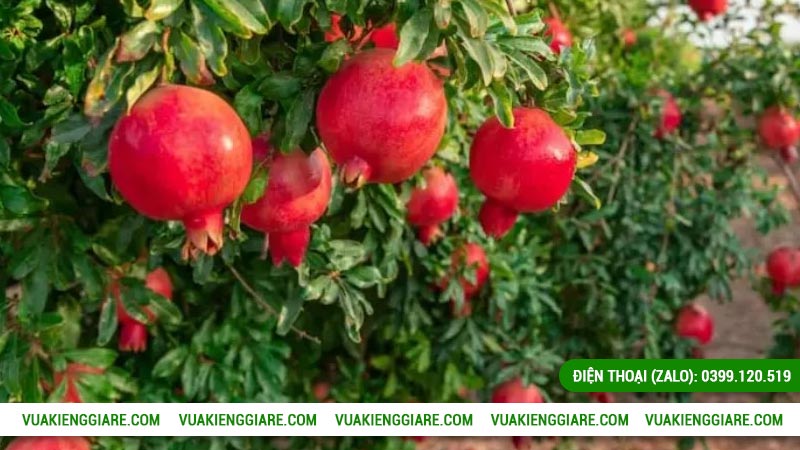 Cách trồng và chăm sóc lựu đỏ Ấn Độ sai hoa, trĩu quả