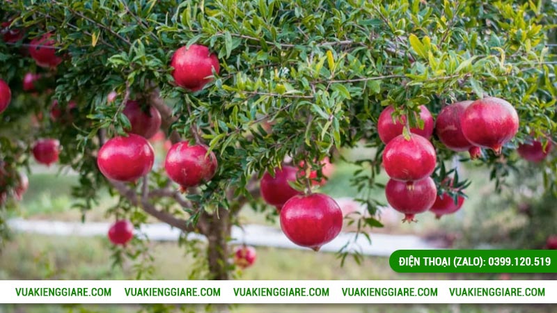 Lựu đỏ Ấn Độ trồng bao lâu có trái?