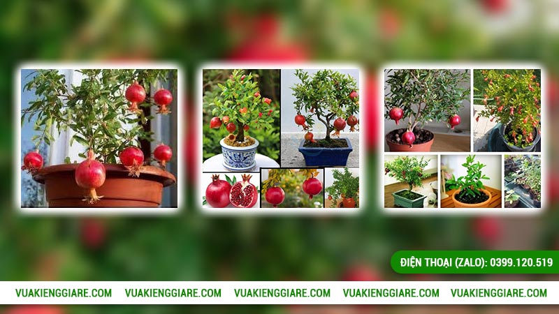 Hướng dẫn trồng và chăm sóc lựu đỏ Ấn Độ trong chậu