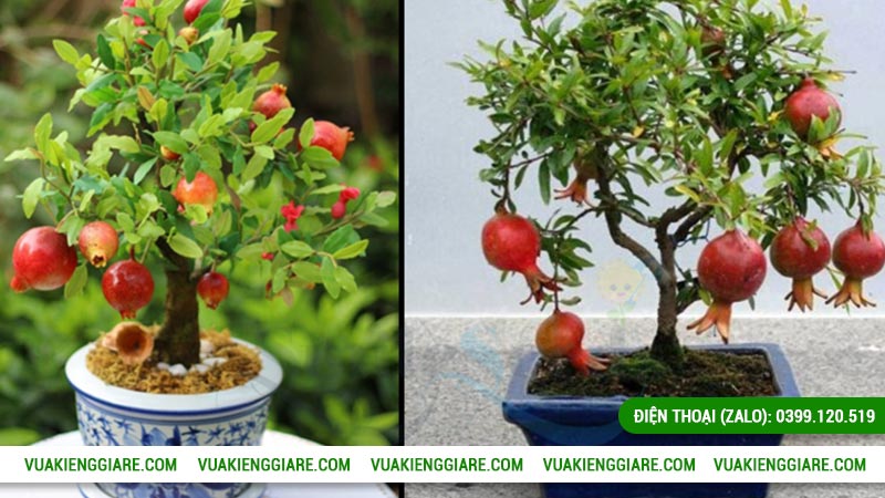 Kỹ thuật chăm sóc cây lựu đỏ trong chậu ra trái