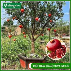 Cây Lựu Đỏ Ấn Độ Đang Trái - Vựa Kiểng Giá Rẻ