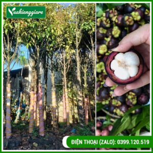cây măng cụt cao 3m