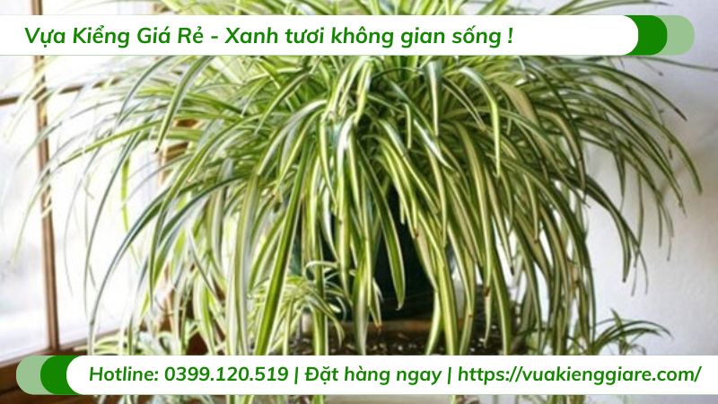 Cây mẫu tử chậu treo