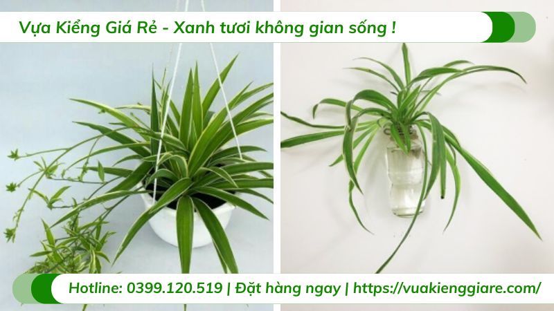 Cây mẫu tử chậu treo