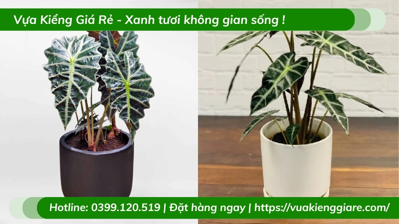 Cây môn quan âm trồng chậu nhỏ để bàn làm việc