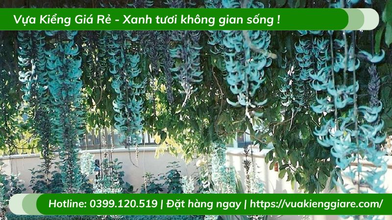 Cây móng cọp leo giàn