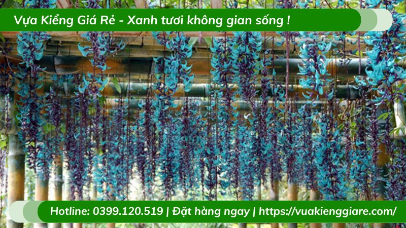 Cây móng cọp leo giàn