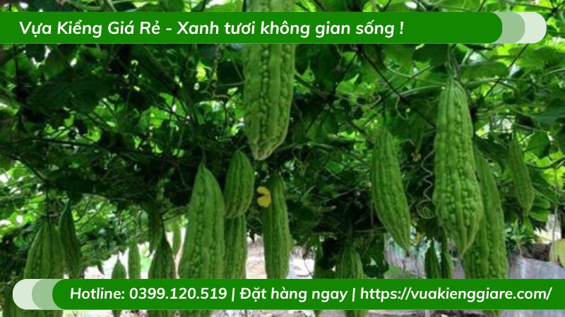 Cây mướp đắng (khổ qua) leo giàn