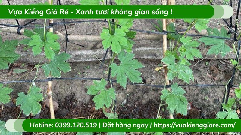 Cây mướp đắng (khổ qua) leo giàn