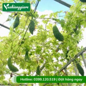 Cây mướp đắng (khổ qua) leo giàn