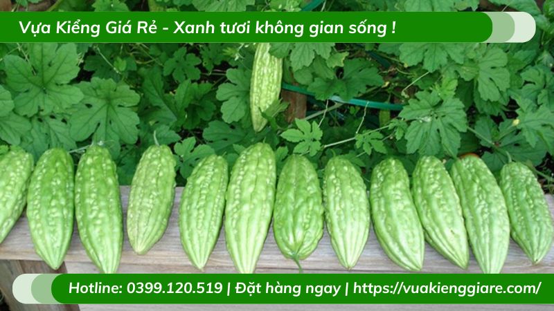Cây mướp đắng (khổ qua) leo giàn
