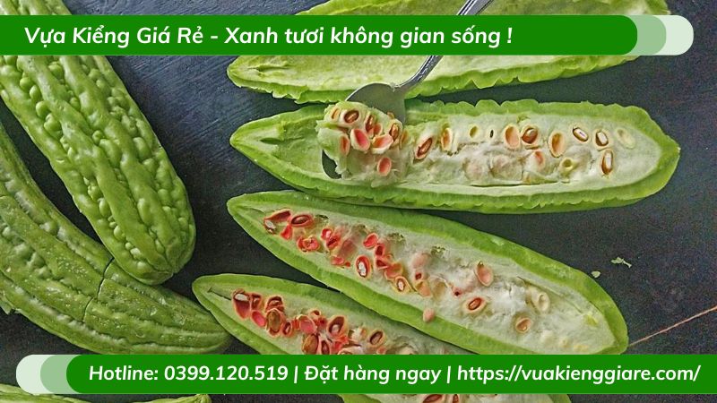 Cây mướp đắng (khổ qua) leo giàn