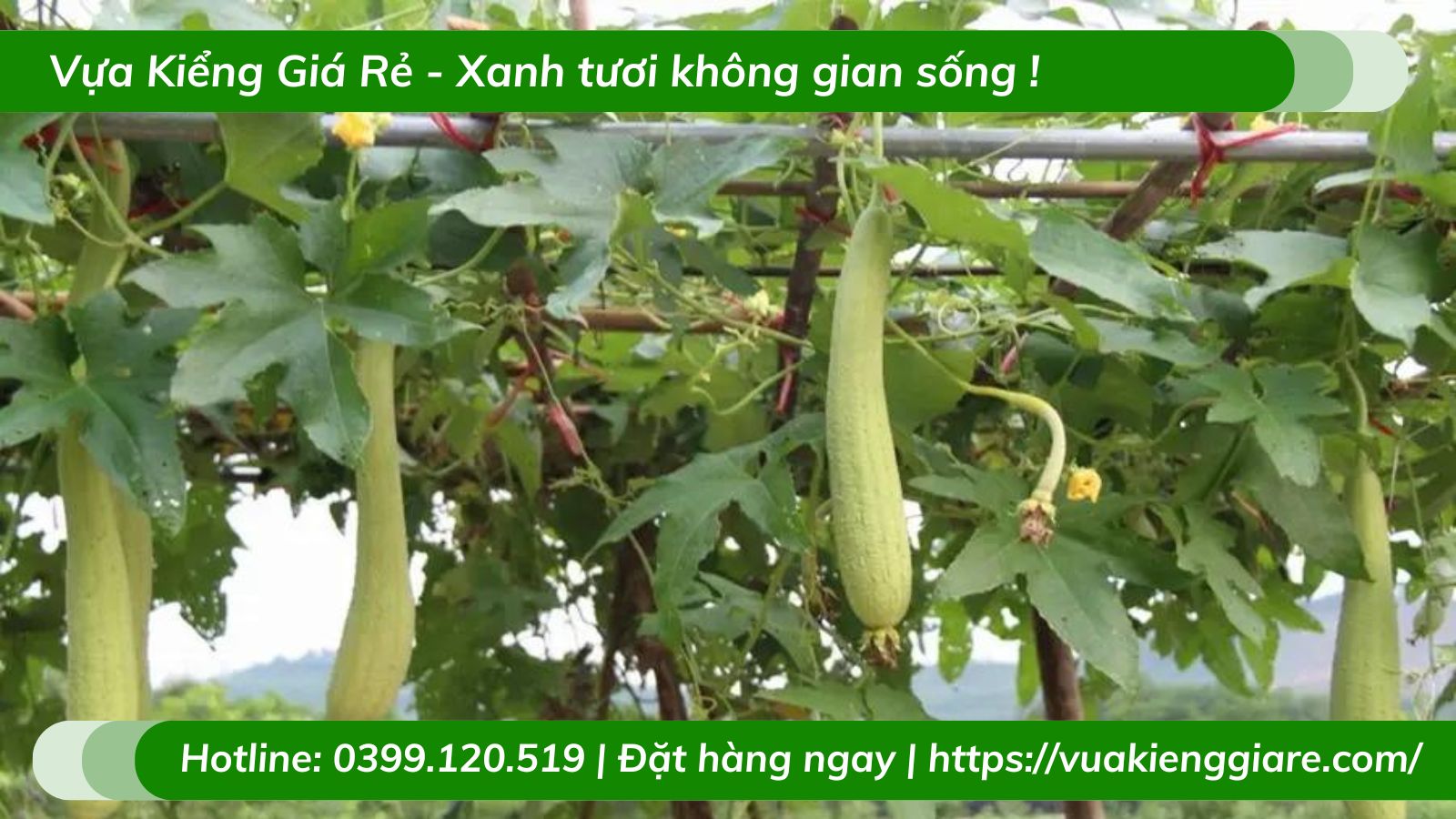 Cây mướp hương leo giàn