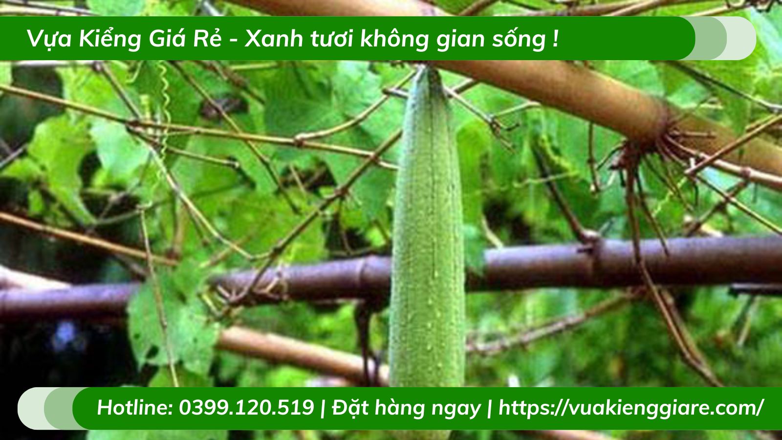 Cây mướp hương leo giàn