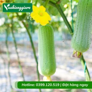 Cây mướp hương leo giàn