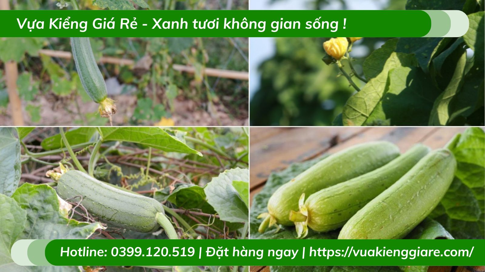 Cây mướp hương leo giàn