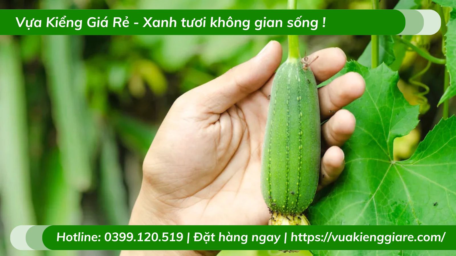 Cây mướp hương leo giàn