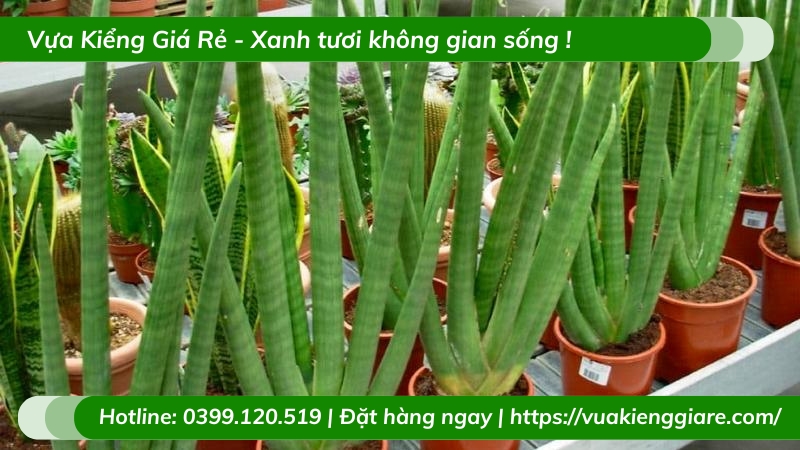 Cây ngà voi để bàn làm việc
