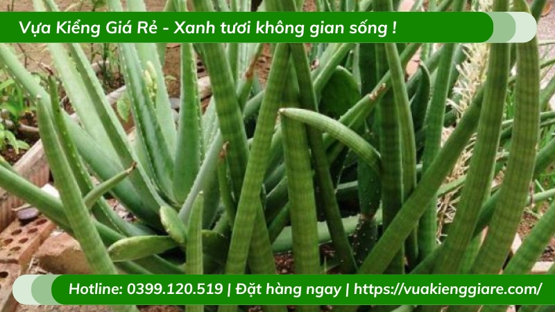 Cây ngà voi để bàn làm việc