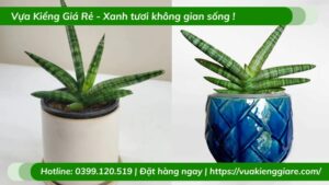 Cây ngà voi để bàn làm việc