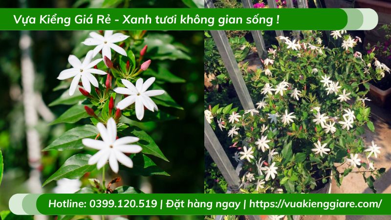 ưu điểm trồng cây dây leo