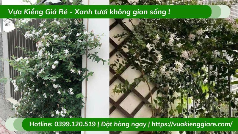 Cây nguyệt quế leo