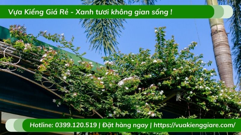 Cây nguyệt quế leo